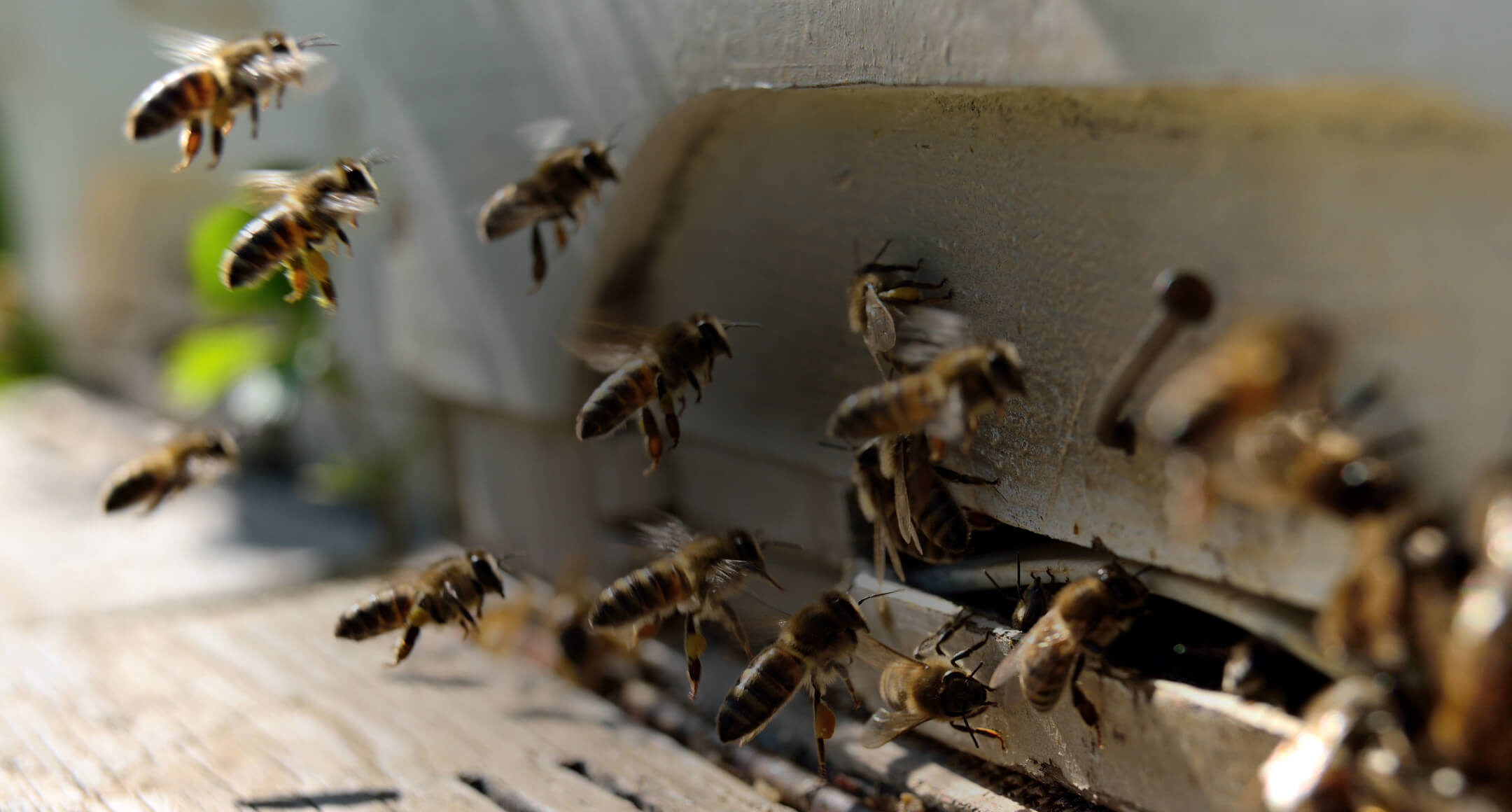 Aberdeenshire Bee Co. - Beekeeping Services and Products