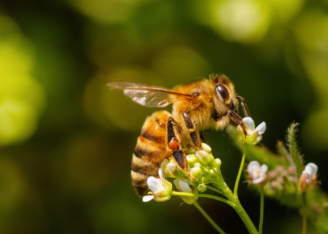 Пчела Вуди. Landscape with Bees. How a Bee fills a Basket with pollen.