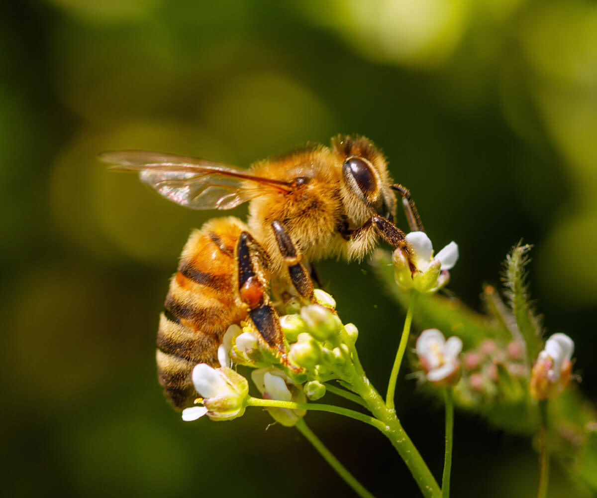 Pollination Services